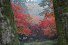 未知なるもみじ谷へ（弥彦）