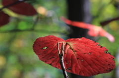 無事、紅色に染まって「Ｖ」