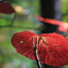 無事、紅色に染まって「Ｖ」