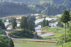 風の谷の棚田（山古志）