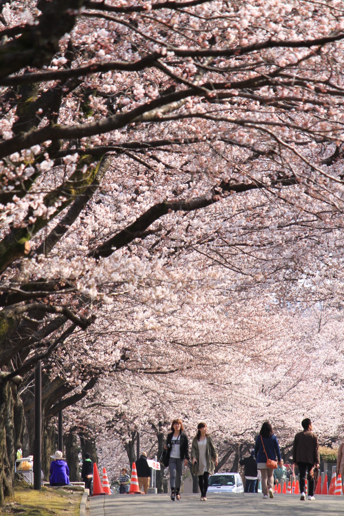 桜に誘われて（長岡技大）