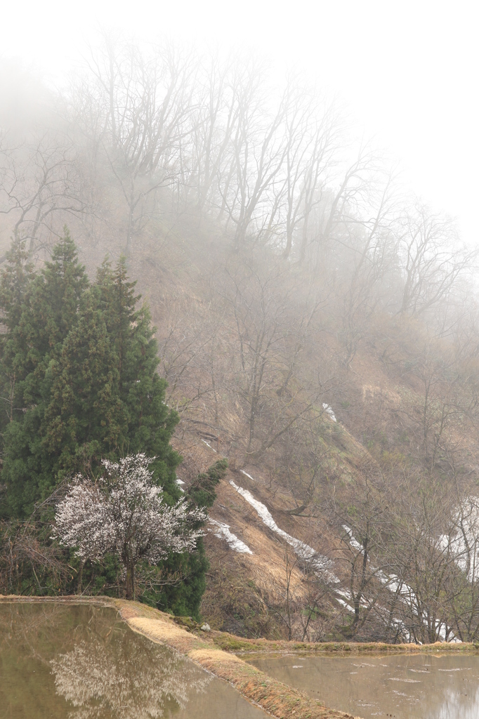 霧、立ち込める（長岡 八方台）