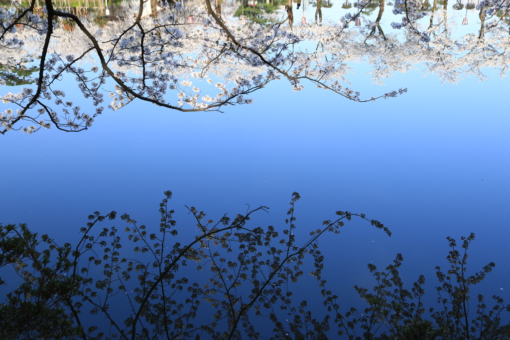 夢か現（うつつ）か（高田公園バージョン）