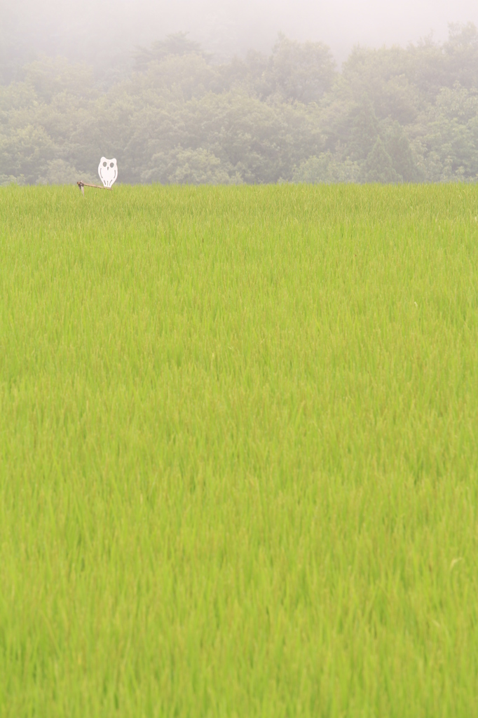 田園を守る白フクロウ（長岡）
