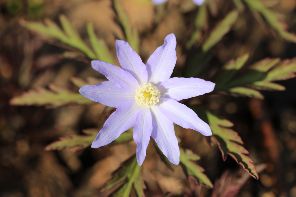 菊咲一華の舞（長岡 山古志）