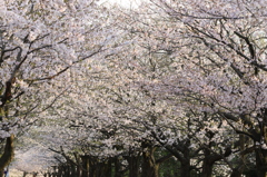 さくら色のトンネル（長岡技大）