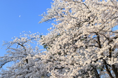 月と…（高田公園）