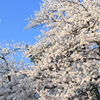 月と…（高田公園）