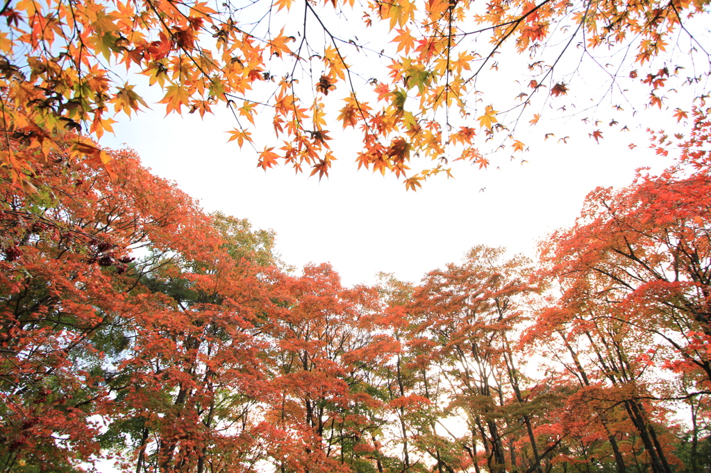 朝の紅モミジ（越路町 もみじ園）