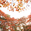 朝の紅モミジ（越路町 もみじ園）