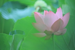 去年の夏より…（高田公園）