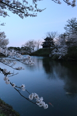【上越　高田公園】満開桜の夜明け
