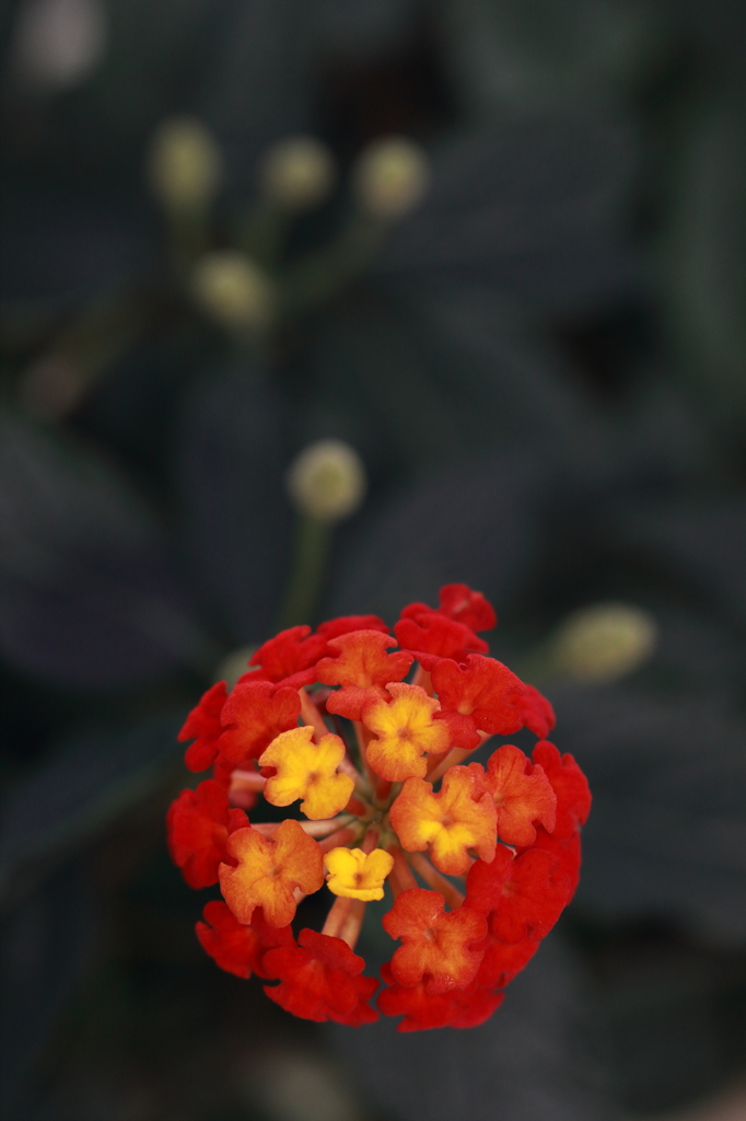 【長岡　千歳　花テラス】日の丸色のランタナ