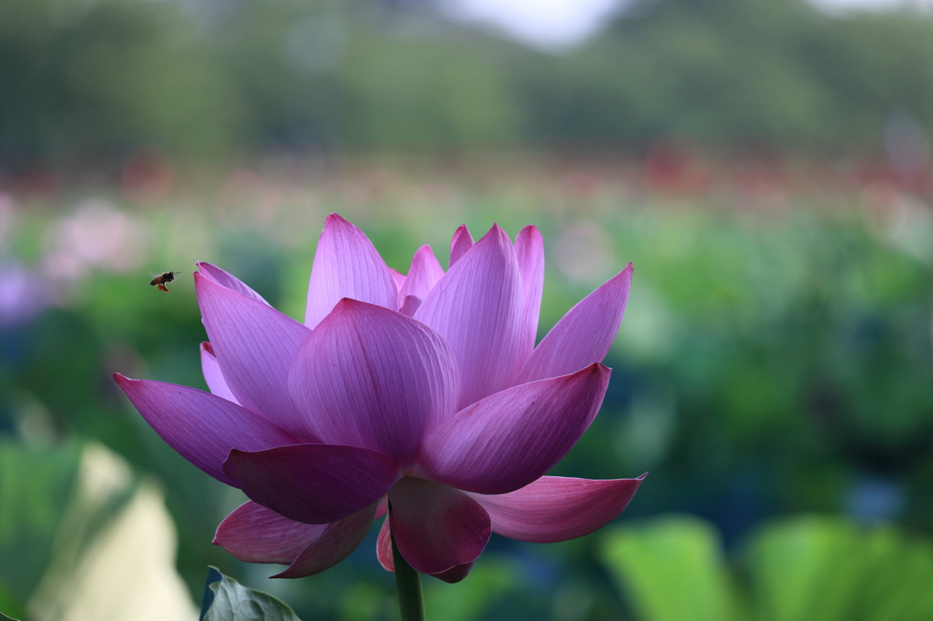 蜜の匂いに誘われて…（上越　高田公園）