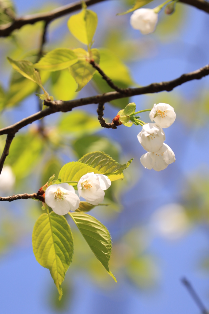 花より桜餅（上越 大潟）