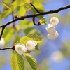 花より桜餅（上越 大潟）