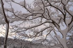 雪の鎧（蓬平）