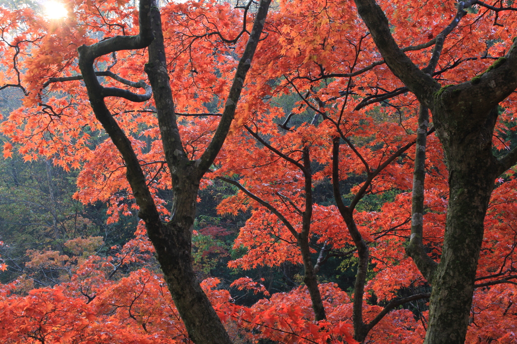名脇役はいつの世も（弥彦 もみじ谷）