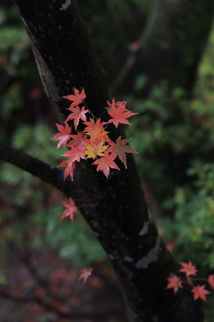 【弥彦　もみじ谷】私だけの花