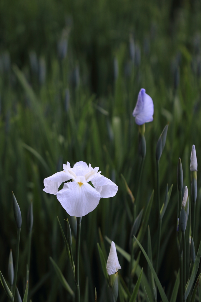 【しらさぎ森林公園】純白の花菖蒲