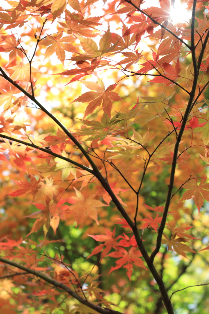 【長岡　越路もみじ園】日紅浴