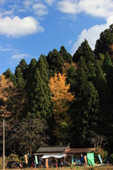 看板イチョウ（村松町 黄金の里）