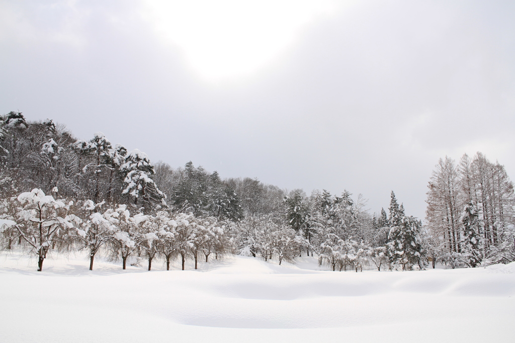 雪の公園（悠久山公園）