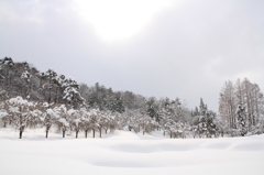 雪の公園（悠久山公園）
