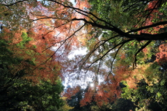 【加茂　加茂山公園】秋、サンサンと