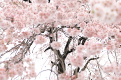 ふんわり、サクラ咲く（長岡 地蔵）