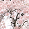 ふんわり、サクラ咲く（長岡 地蔵）