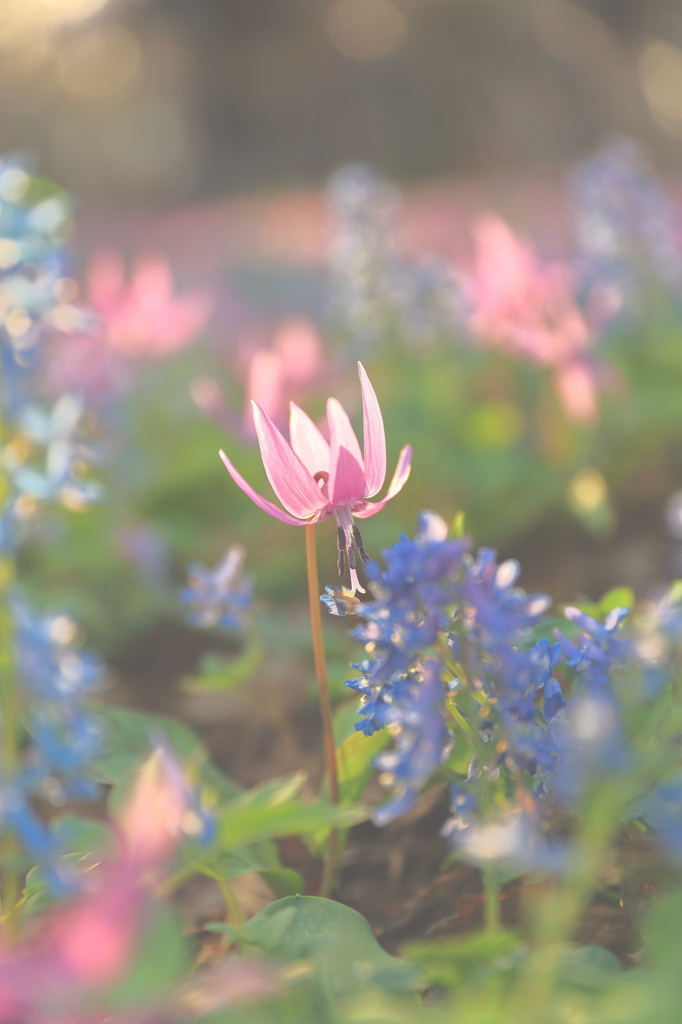 北海道　カタクリの花