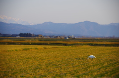 渡る前に