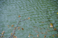 水面にゆれる