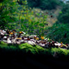 屋根の上の紅葉