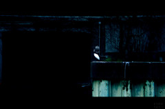 薄暗い水路に佇む鳥