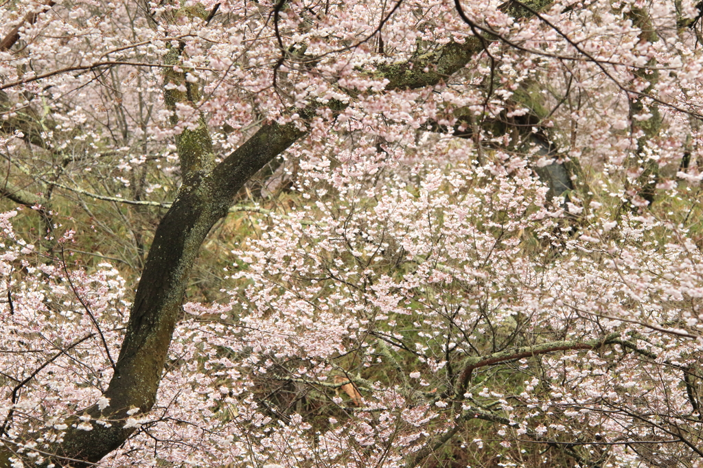 花屏風