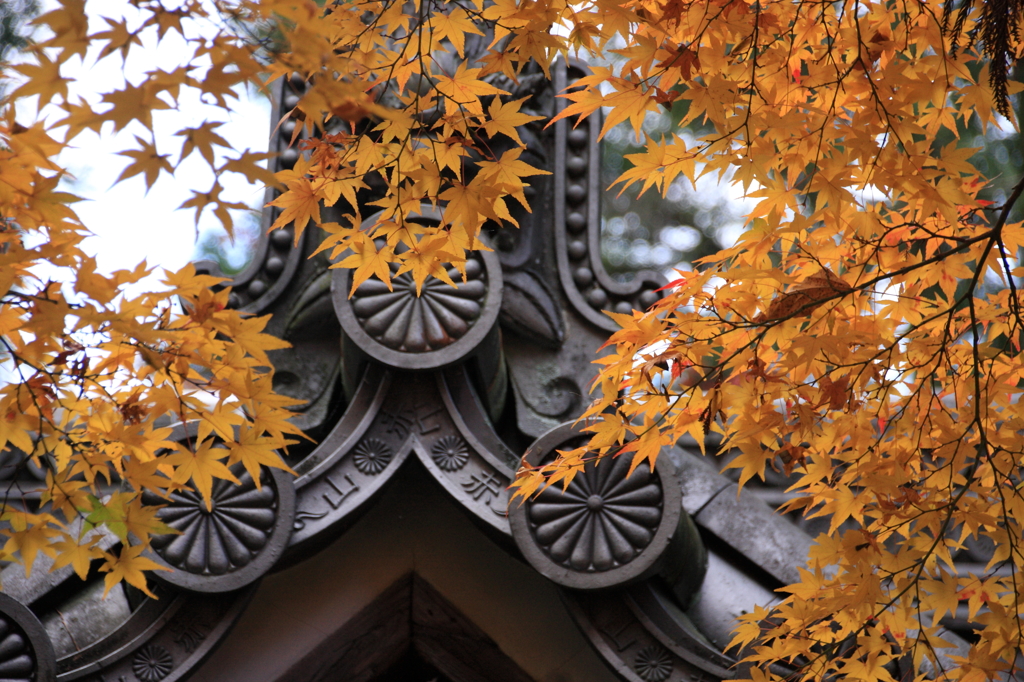 赤山に降る星