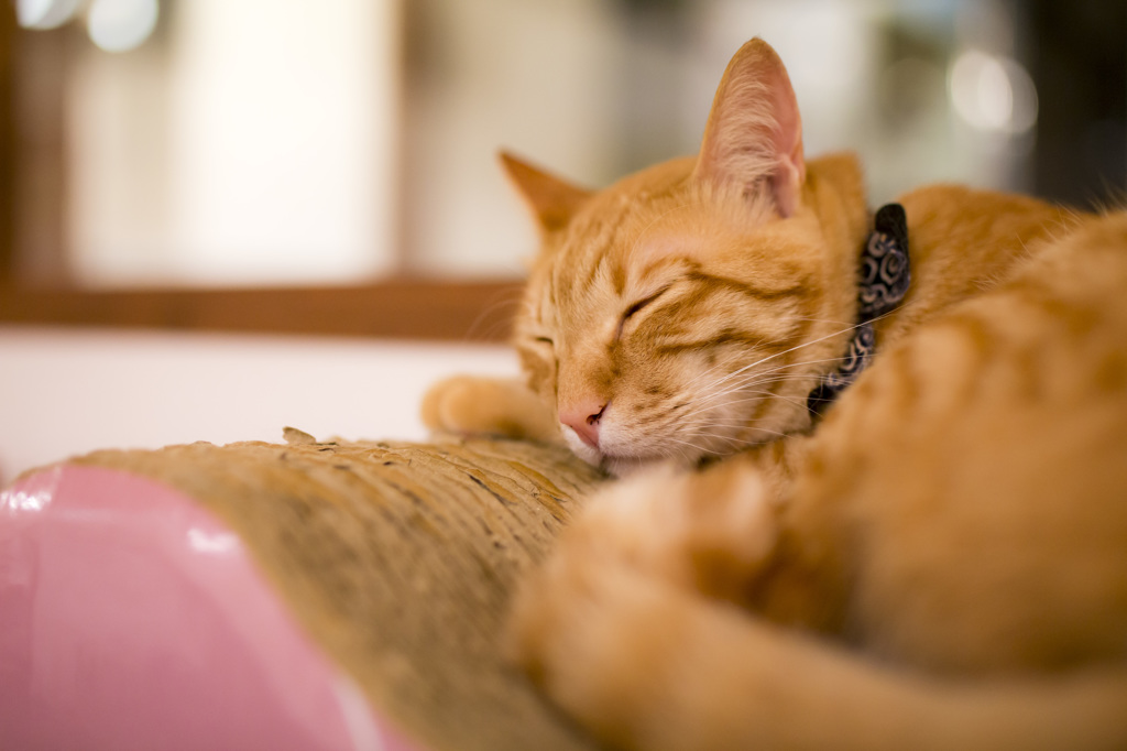 Zzzz・・・