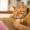 Zzzz・・・