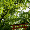 朱と緑