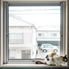 猫は内