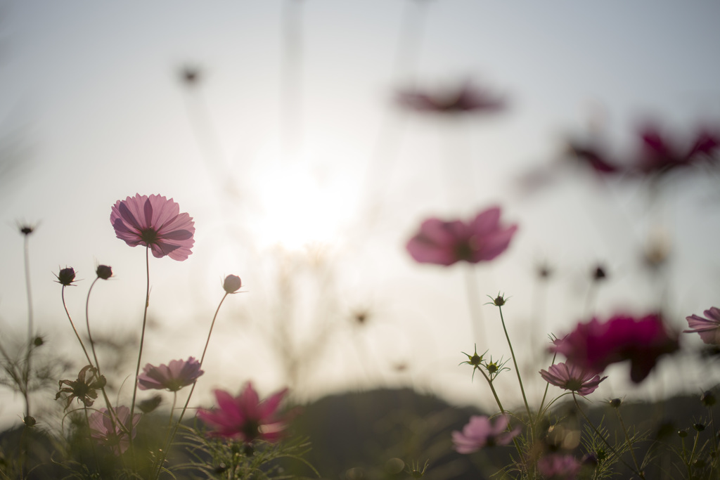 秋桜