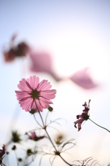 黄昏の秋桜