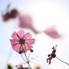 黄昏の秋桜