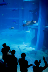 水族館といえば