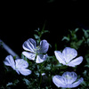 夜に咲く