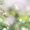 梅の花2