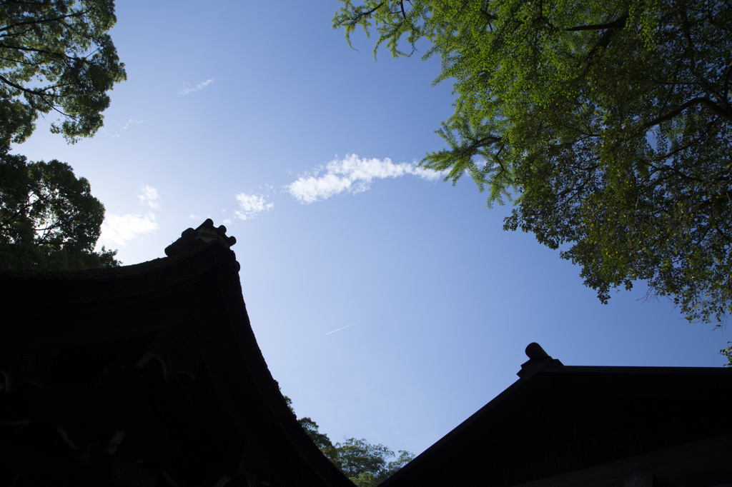 新緑の青空