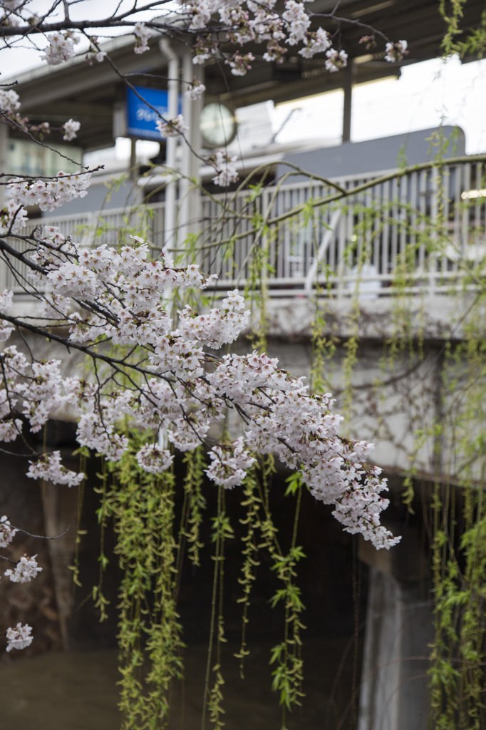 雨桜